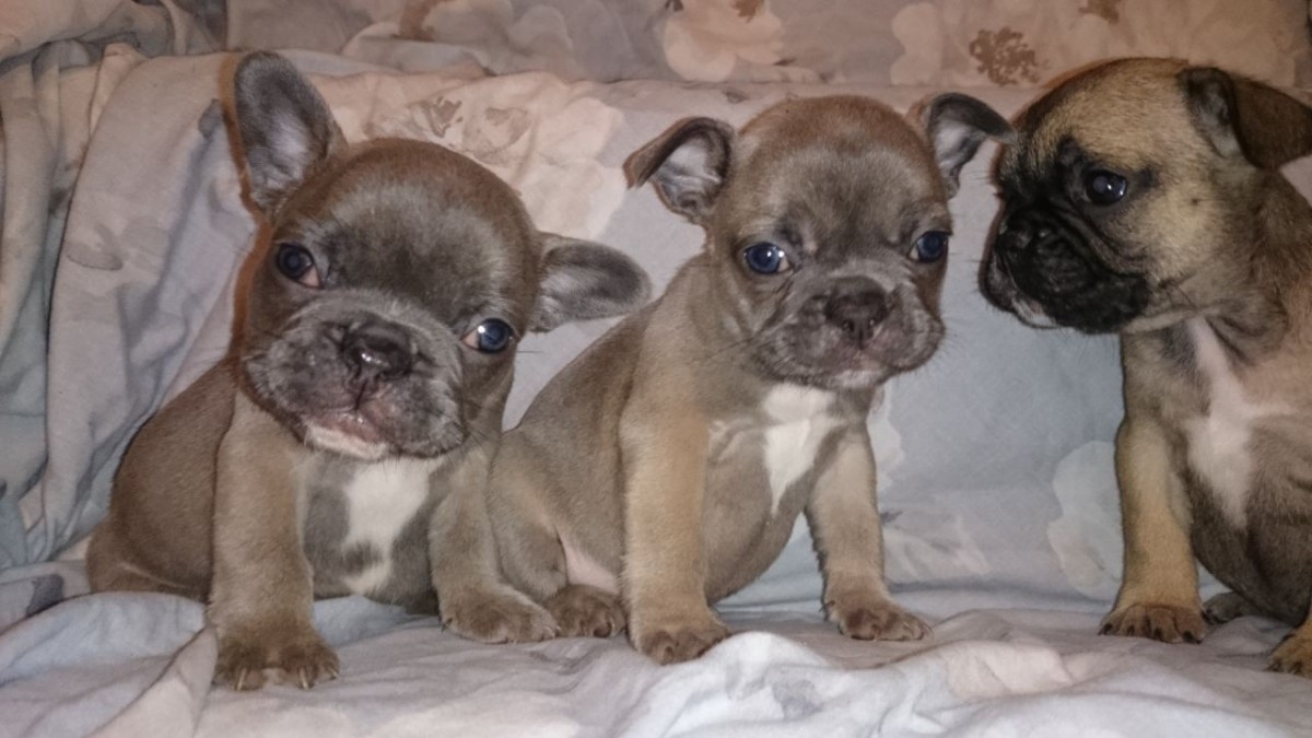 French Bulldog Puppies For Sale Cleveland, OH 170784