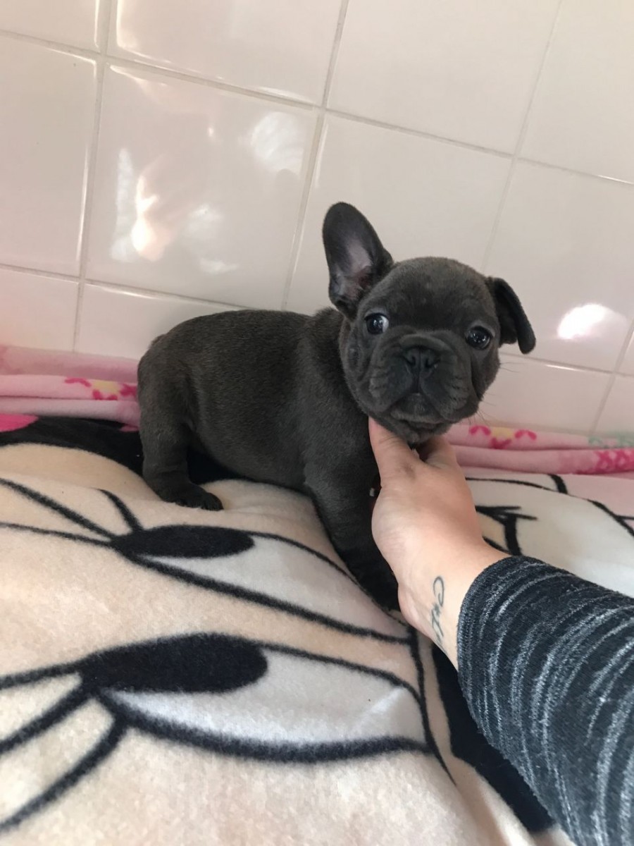 French Bulldog Puppies For Sale Bridgeport, CT 170807