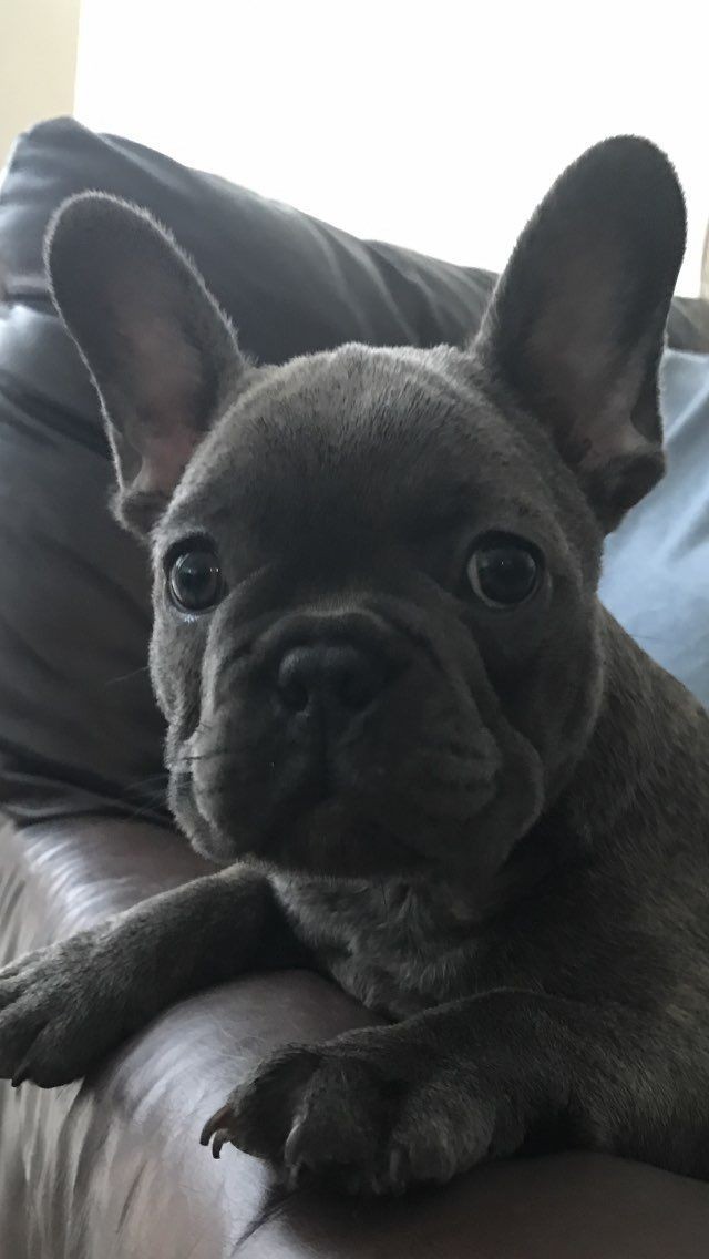 French Bulldog Puppies For Sale Saint Paul, MN 174400