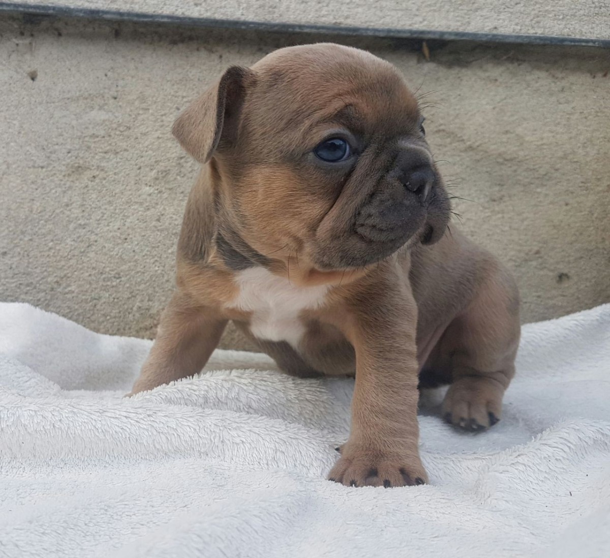 French Bulldog Puppies For Sale Lincoln, NE 175462