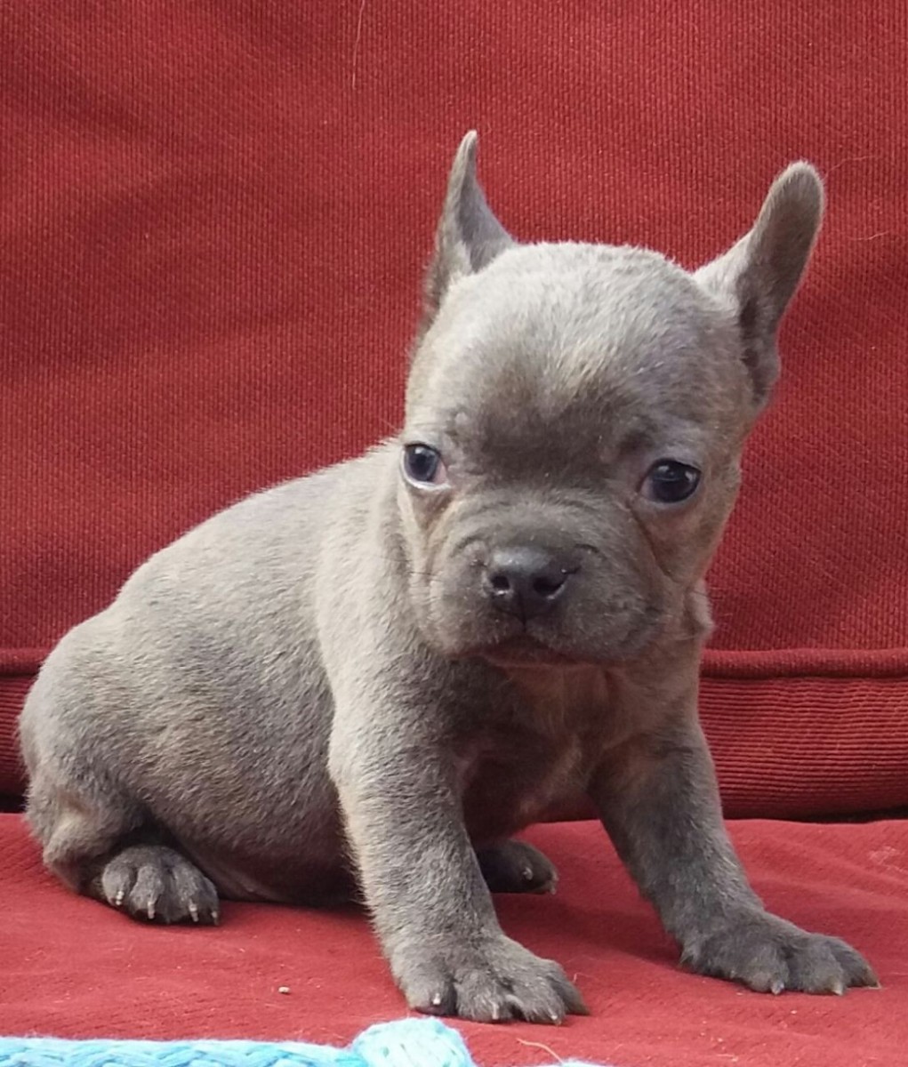 French Bulldog Puppies For Sale Chicago, IL 196232