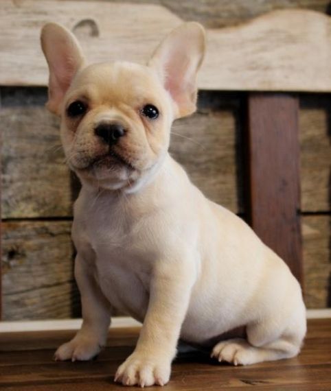 French Bulldog Puppies For Sale | Columbia, SC #197751