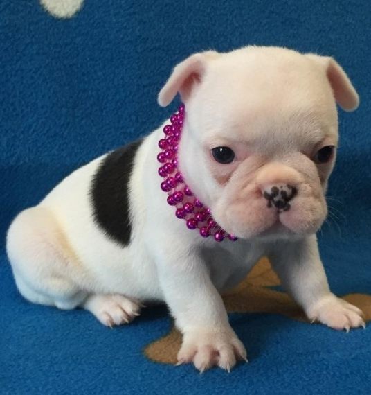 French Bulldog Puppies For Sale Lexington, KY 199178