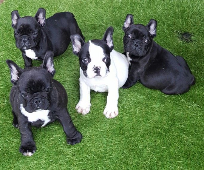 French Bulldog Puppies For Sale Erie, PA 209481
