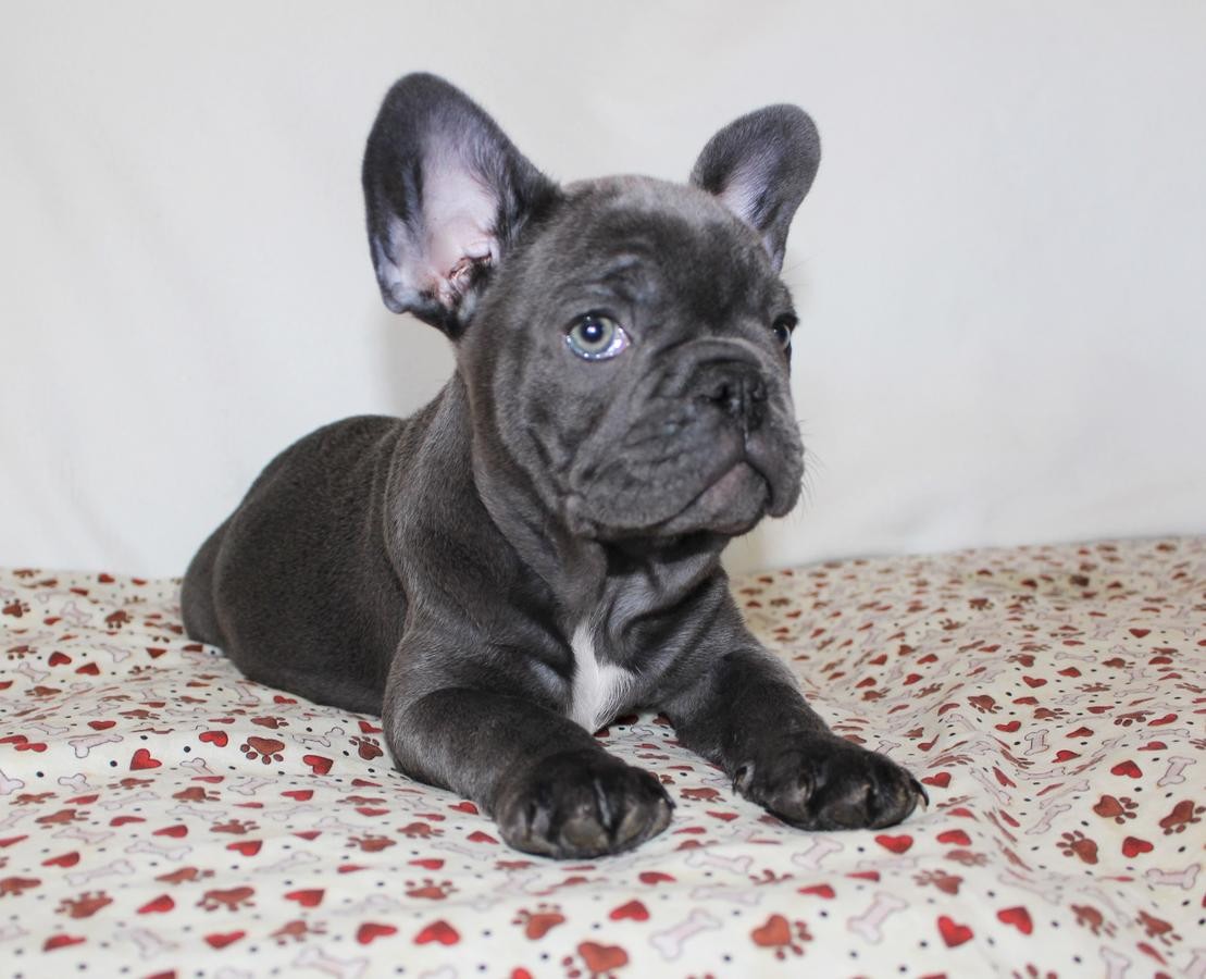 French Bulldog Puppies For Sale San Diego, CA 214897