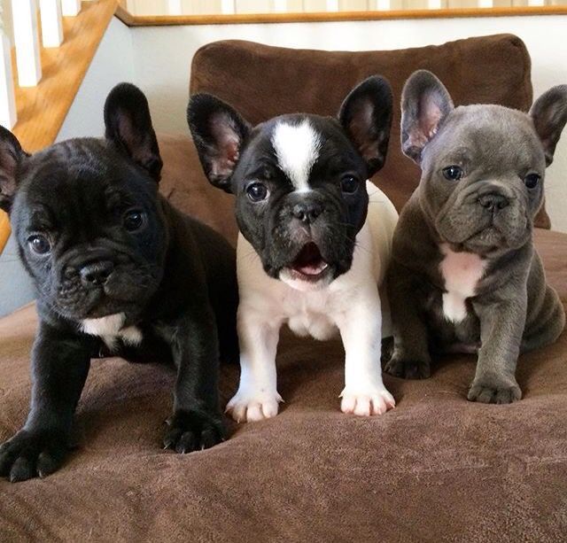 French Bulldog Puppies For Sale Oklahoma City, OK 214972