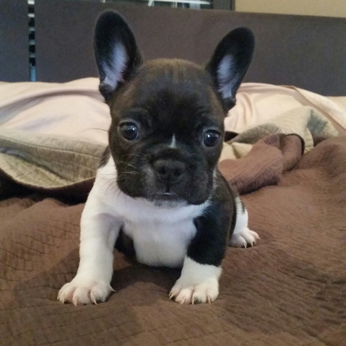 french bulldog puppies for sales