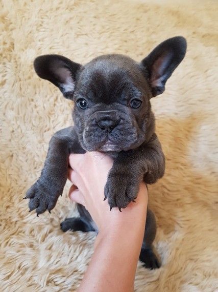 29 Top Pictures French Bulldogs For Sale In Oklahoma : French Bulldog Puppies For Sale | Dayton, OH #255148