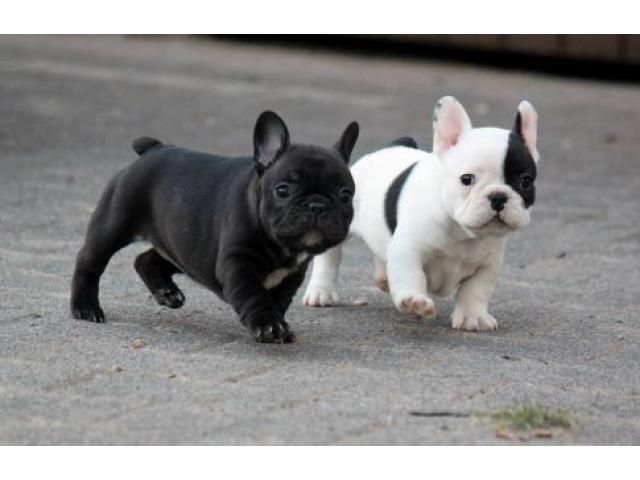 French Bulldog Puppies For Sale Columbus, OH 245208