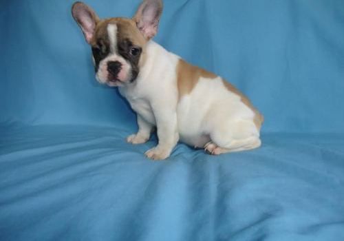 French Bulldog For Sale in Maui County (2) Petzlover