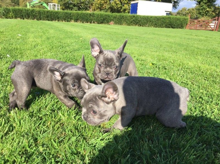 French Bulldog Puppies For Sale Oregon City, OR 255518