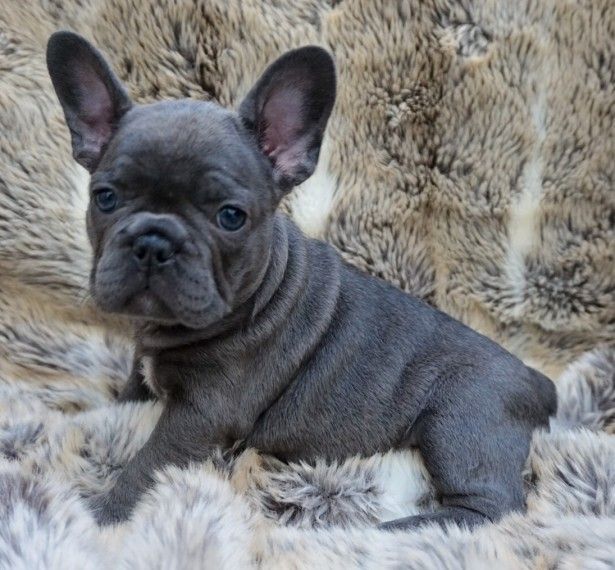French Bulldog Puppies For Sale Columbus, OH 258897