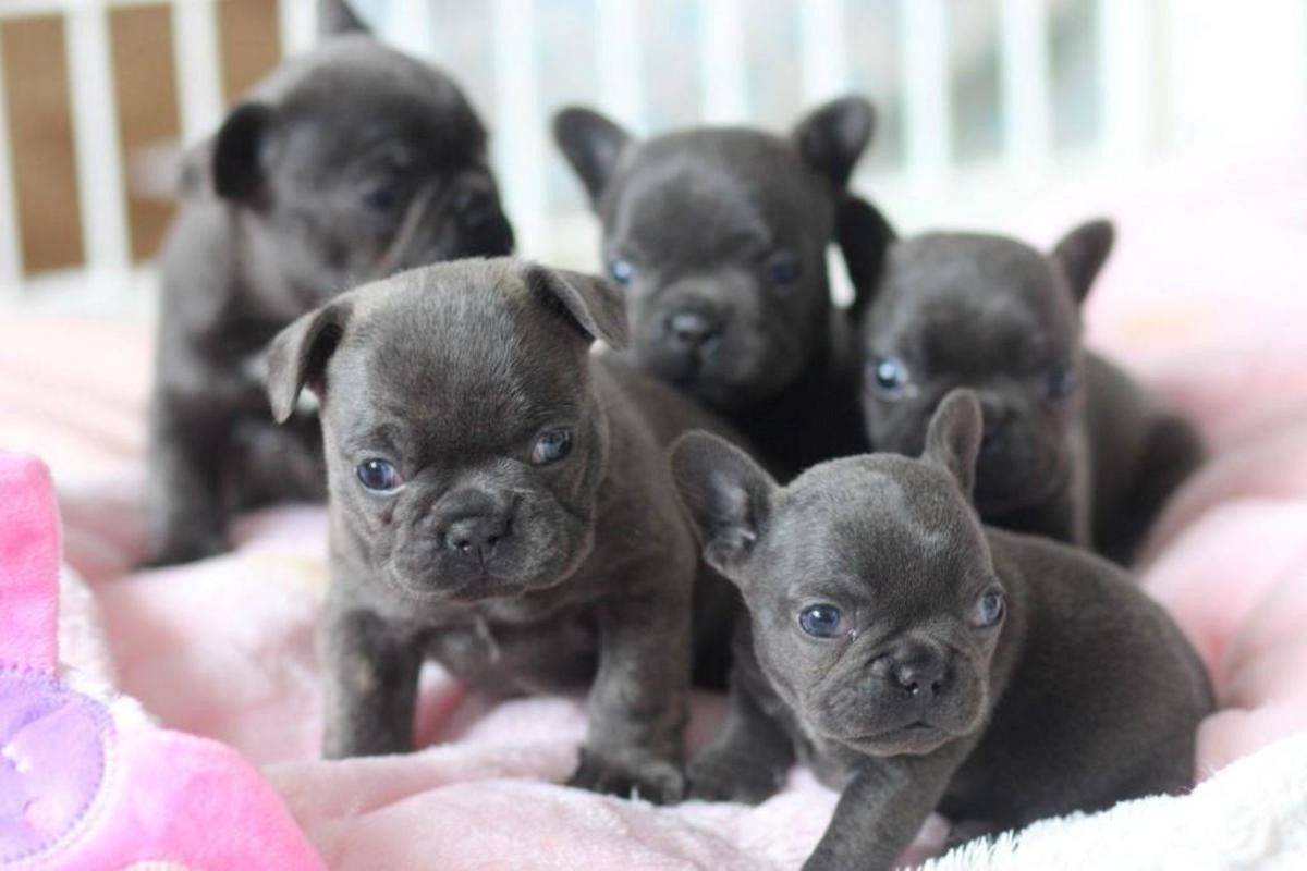 French Bulldog Puppies For Sale Los Angeles, CA 262056