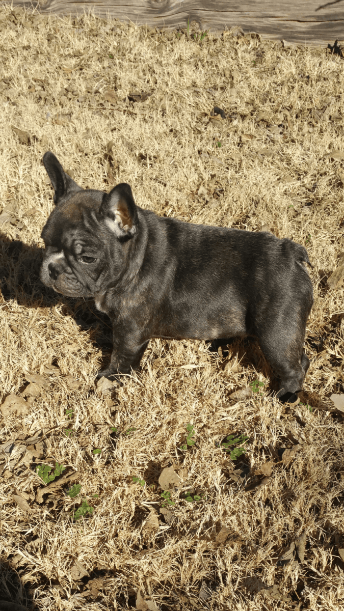 French Bulldog Puppies For Sale Oklahoma City, OK 265965