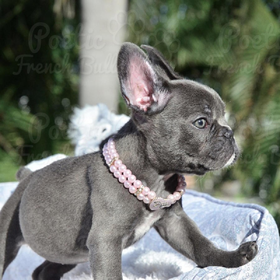 French Bulldog Puppies For Sale Chicago, IL 266079
