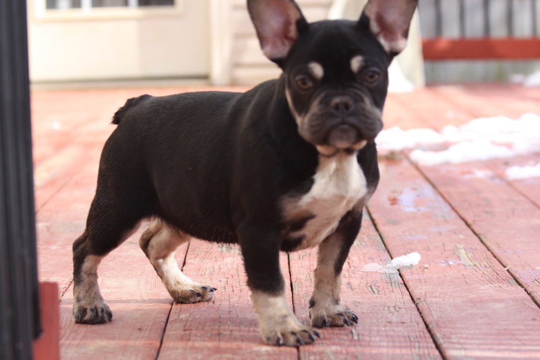 Best French Bulldog Breeders Maryland of the decade The ultimate guide 
