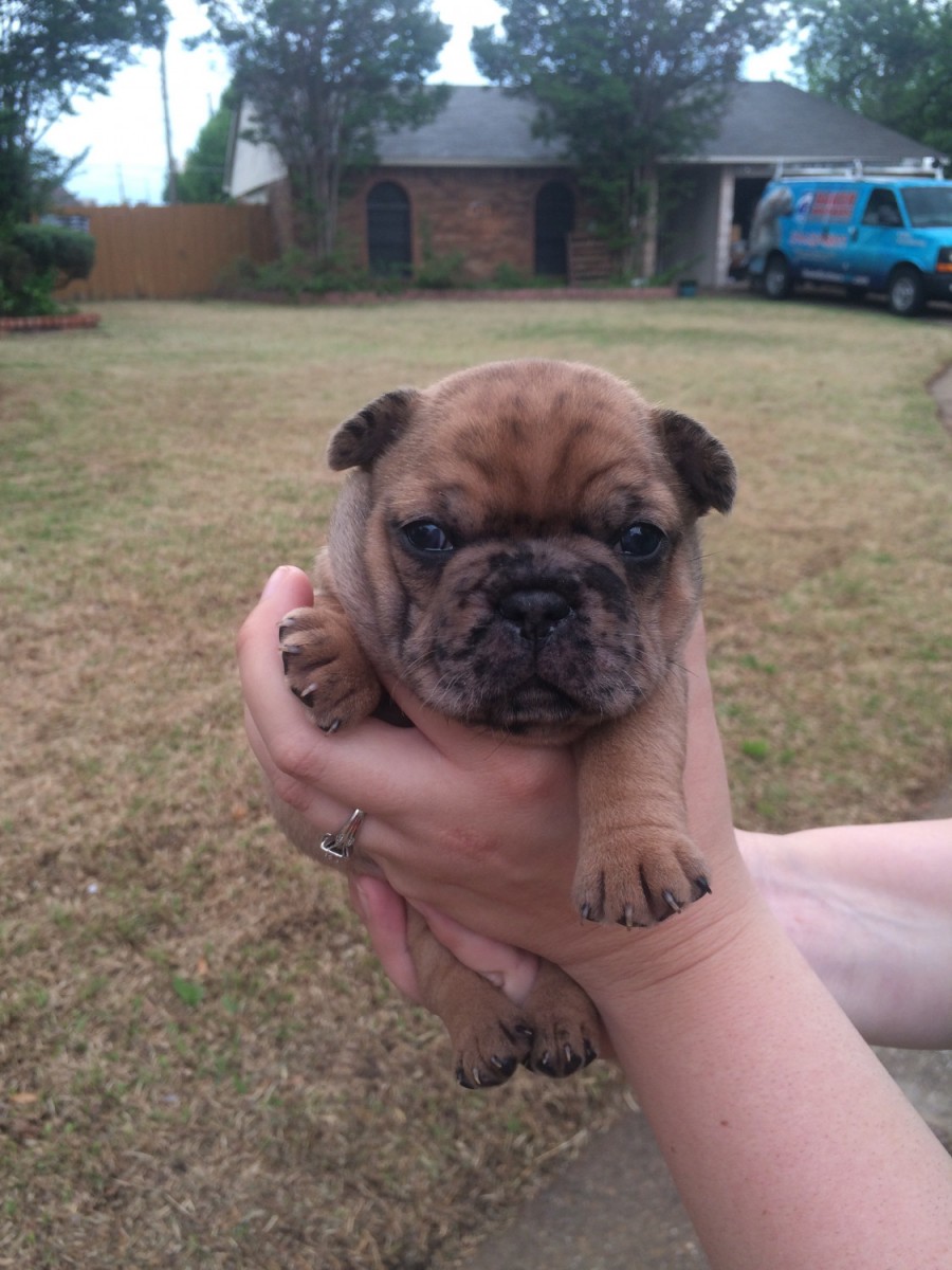 French Bulldog Puppies For Sale Fort Worth, TX 274504