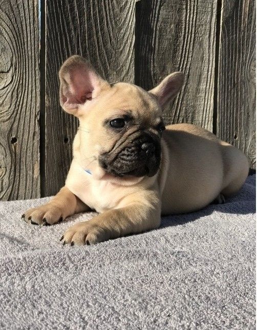 French Bulldog Puppies For Sale Atlanta, GA 275042