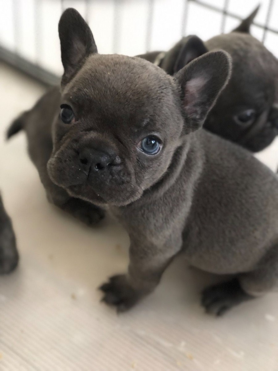 French Bulldog Puppies For Sale Jersey City, NJ 278551