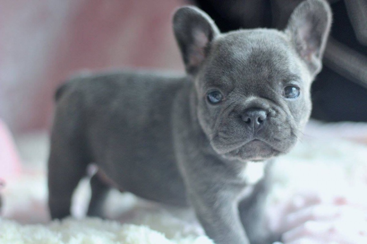 French Bulldog Puppies For Sale Columbus, OH 279969