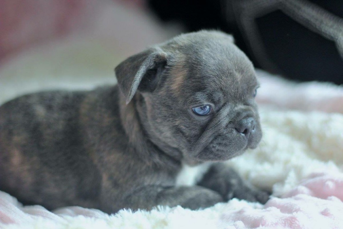 French Bulldog Puppies For Sale Columbus, OH 280195