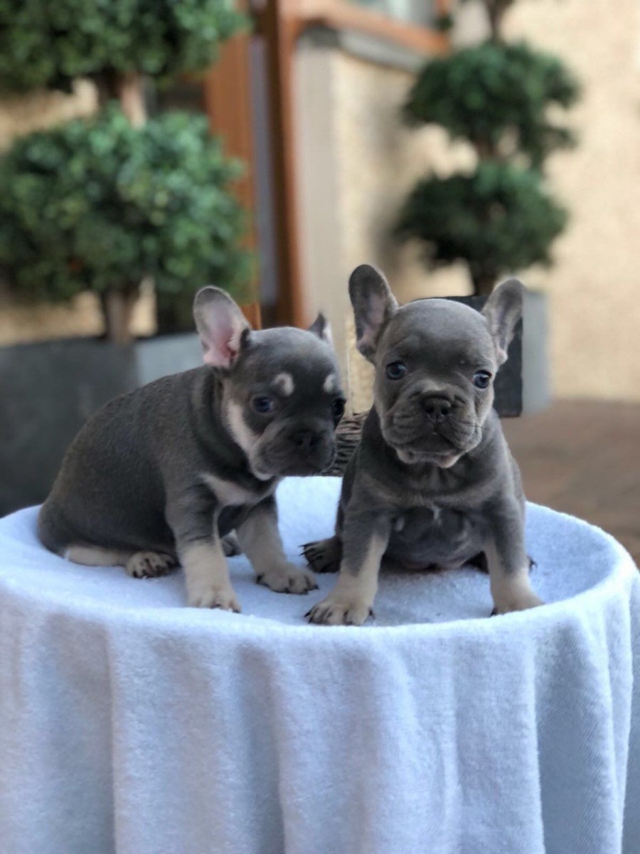 French Bulldog Puppies For Sale Pittsburgh, PA 280622