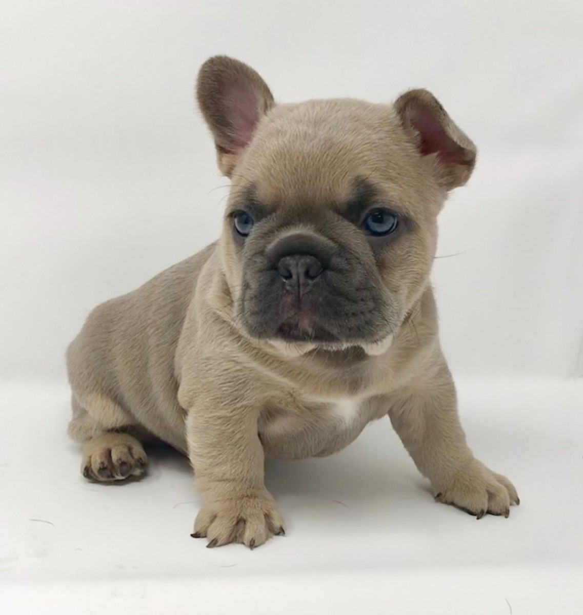 French Bulldog Puppies For Sale Columbus, OH 282992