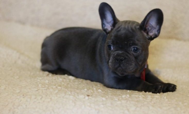 French Bulldog Puppies For Sale Dallas, TX 286883
