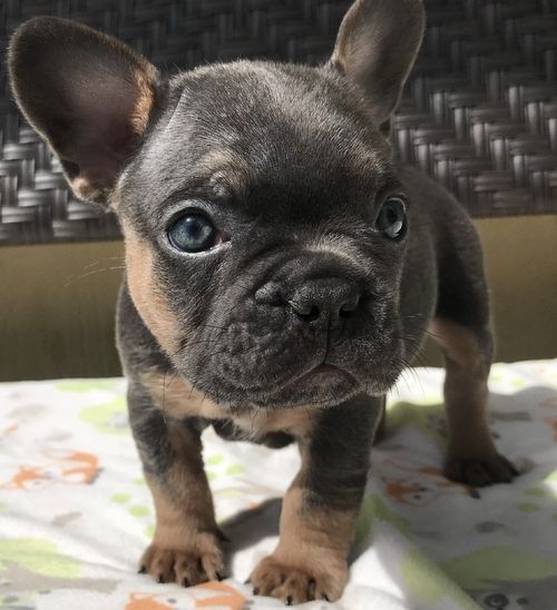 French Bulldog Puppies For Sale Louisville, KY 223105