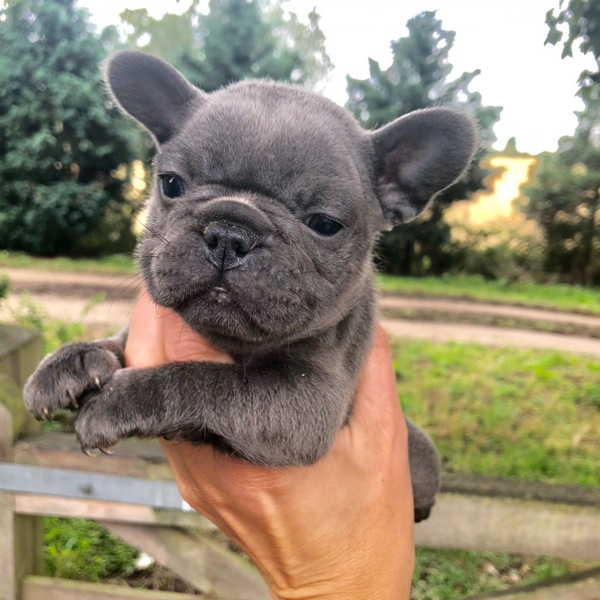 French Bulldog Puppies For Sale Market Street