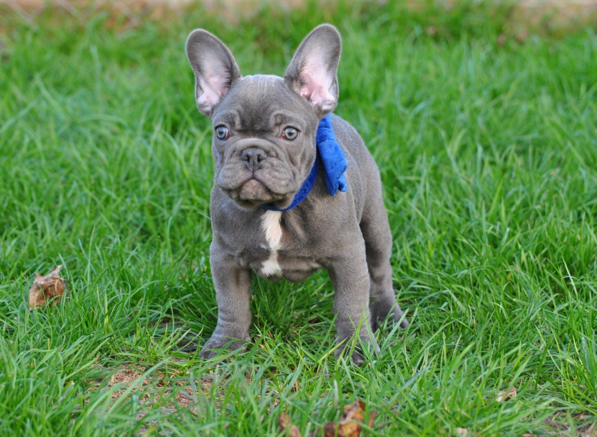 French Bulldog Puppies For Sale Indianapolis, IN 255797