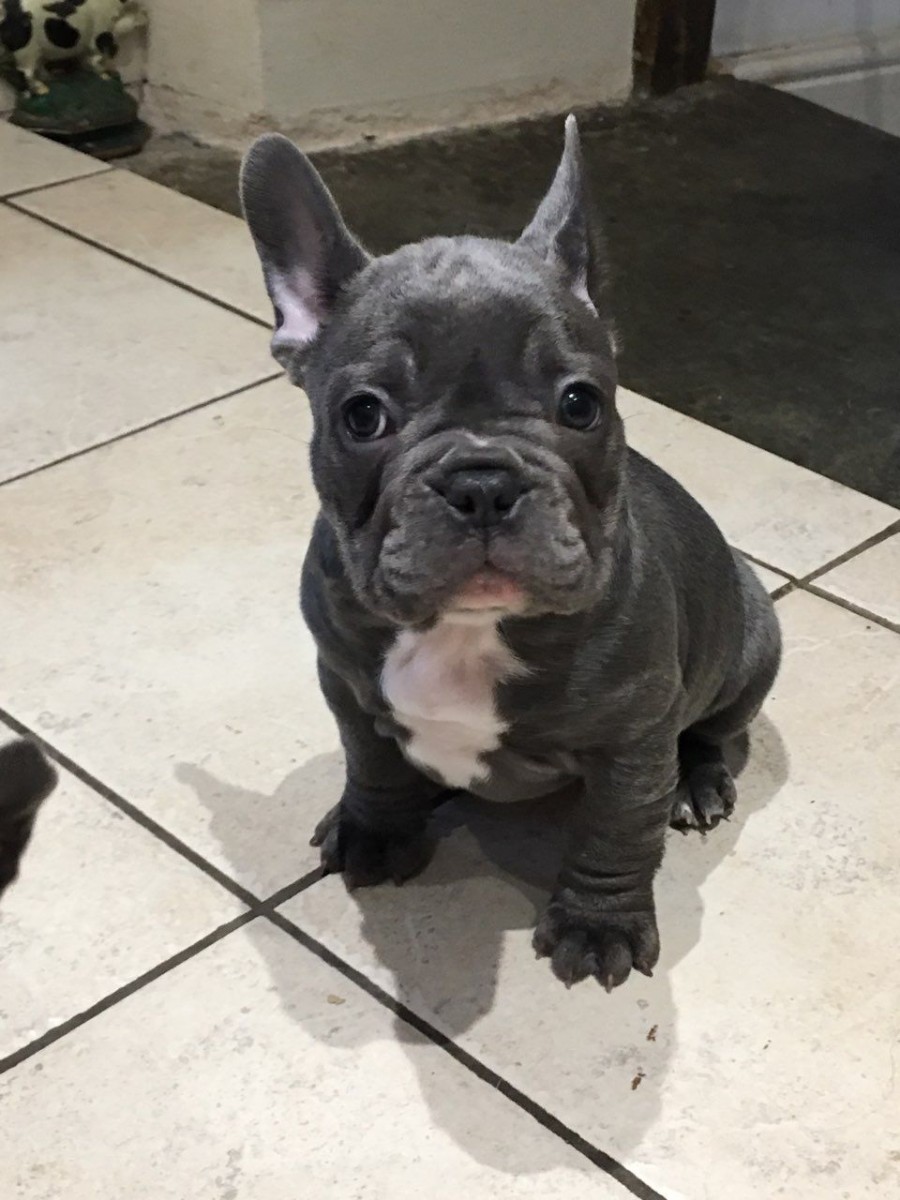 French Bulldog Puppies For Sale Pittsburgh, PA 290186