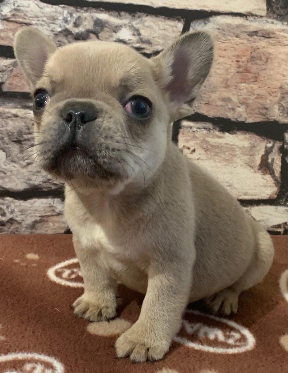 French Bulldog Puppies For Sale New Orleans, LA 290381