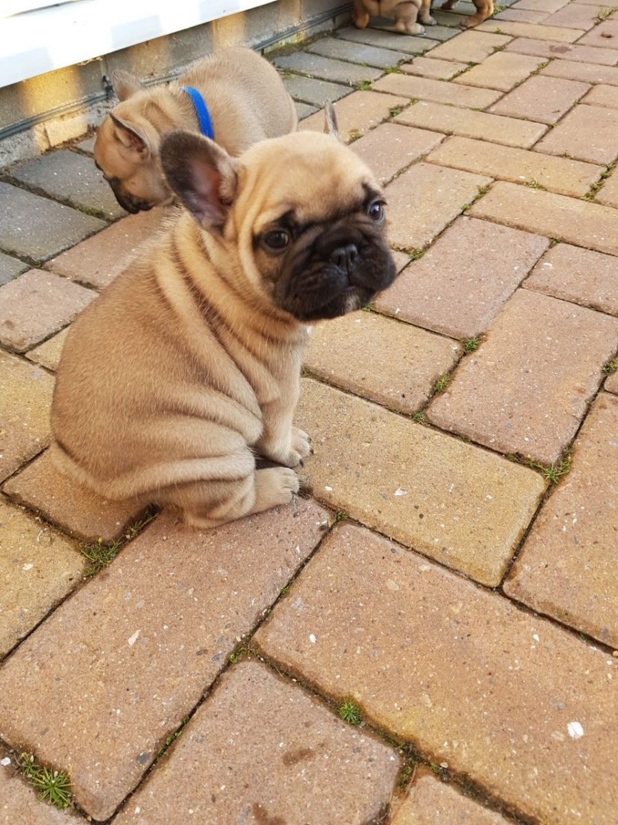 French Bulldog Puppies For Sale Houston, TX 290716