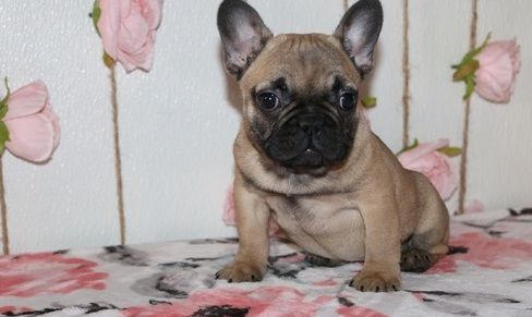 French Bulldog Puppies For Sale | North Providence, RI #290921