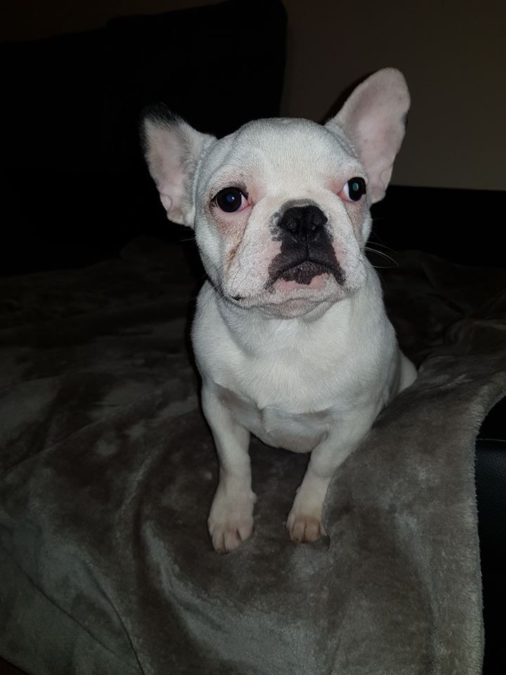 French Bulldog Puppies For Sale New Jersey 17, NJ 290987