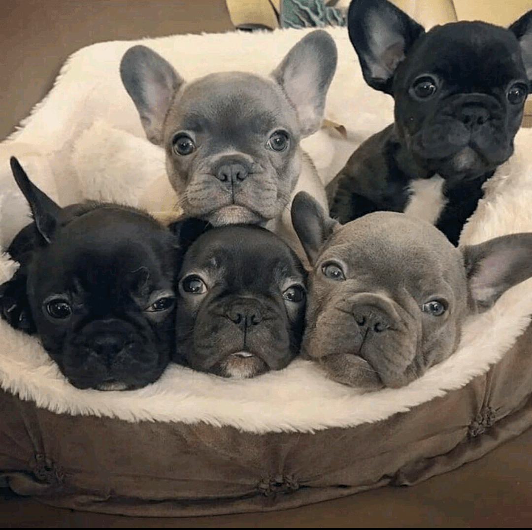 French Bulldog Puppies For Sale Atlanta, GA 292448