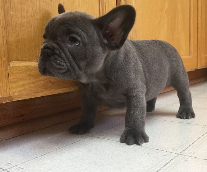 French Bulldog Puppies For Sale Los Angeles, CA 292678