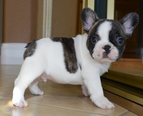 French Bulldog Puppies For Sale  Bowling Green, KY #292749