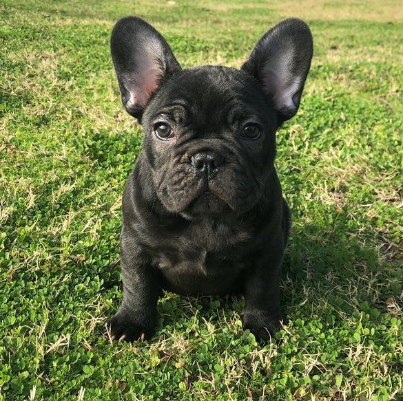 French Bulldog Puppies For Sale Mound, MN 294577