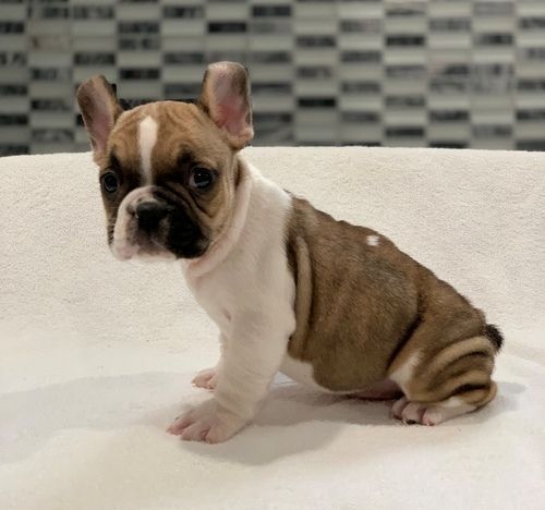French Bulldog Puppies For Sale KY 295518