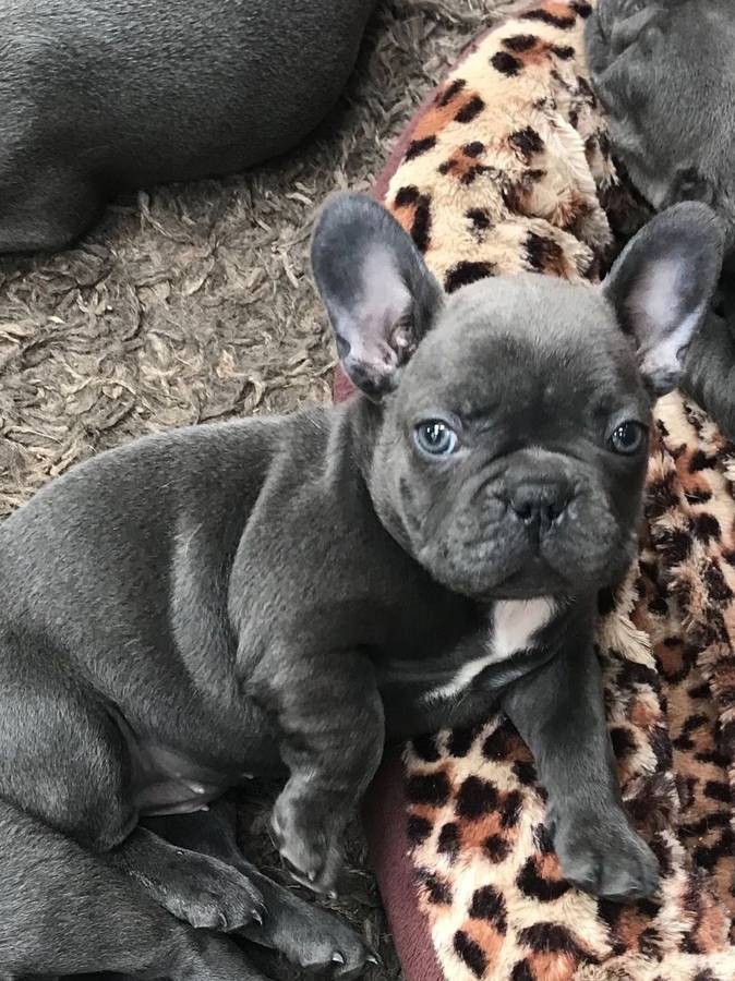 French Bulldog Puppies For Sale Madison, WI 295551