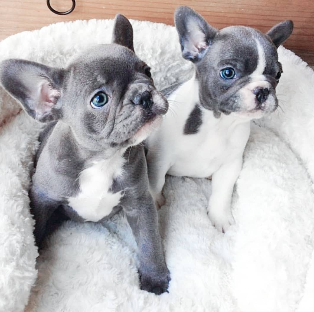 French Bulldog Puppies For Sale Houston, TX 295762