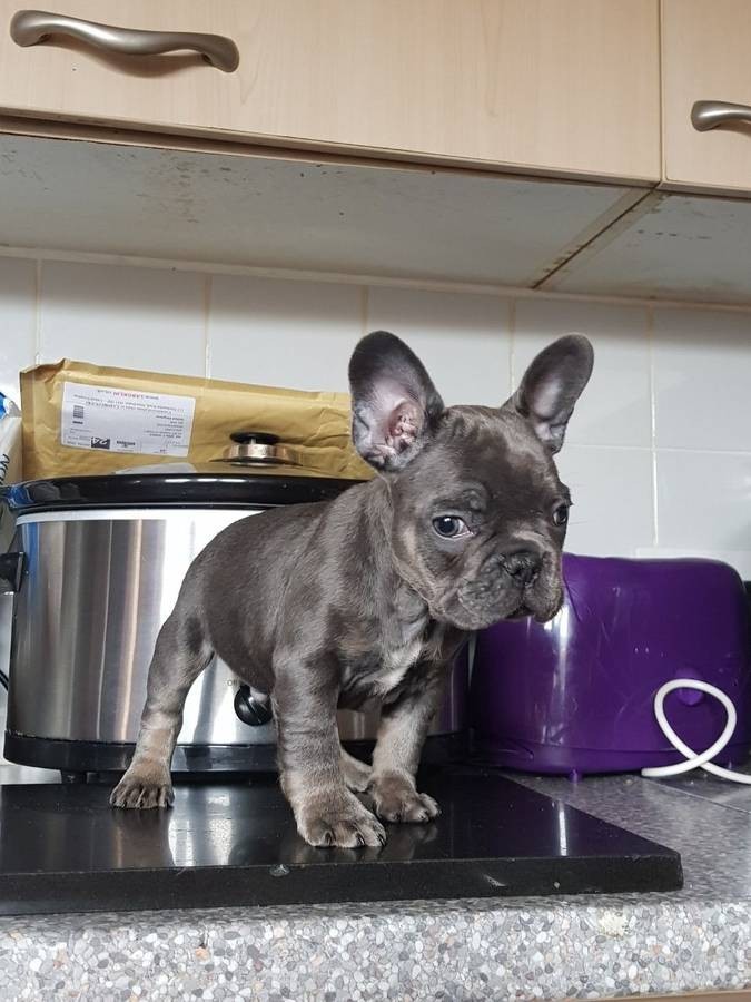 French Bulldog Puppies For Sale | Houston, TX #295821