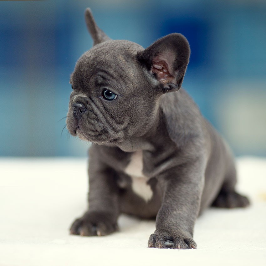 French Bulldog Puppies For Sale Pittsburgh, PA 295957