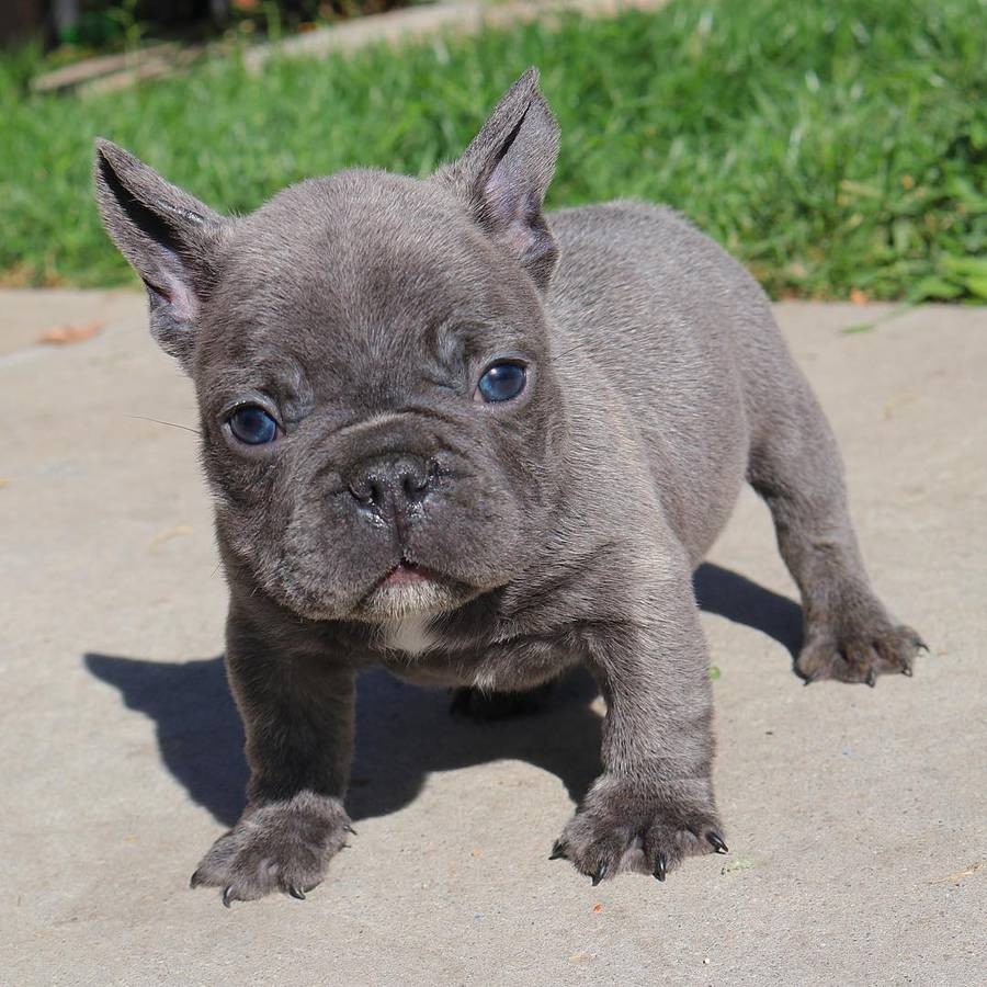 French Bulldog Puppies For Sale Detroit, MI 296279