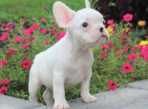 French Bulldog For Sale in New Mexico (37) Petzlover