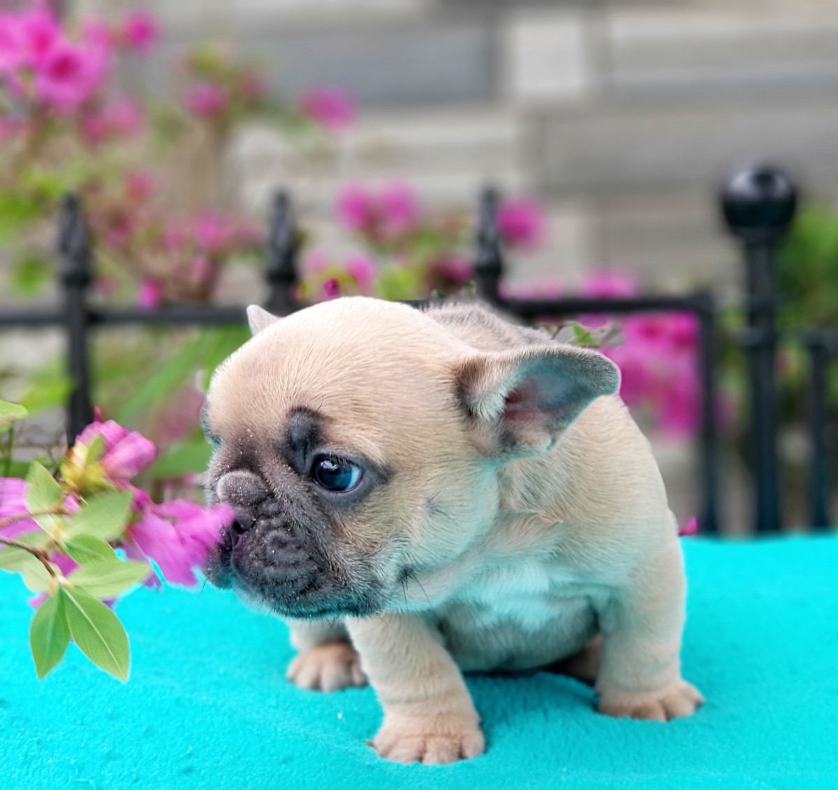 French Bulldog For Sale in West Virginia (26) Petzlover