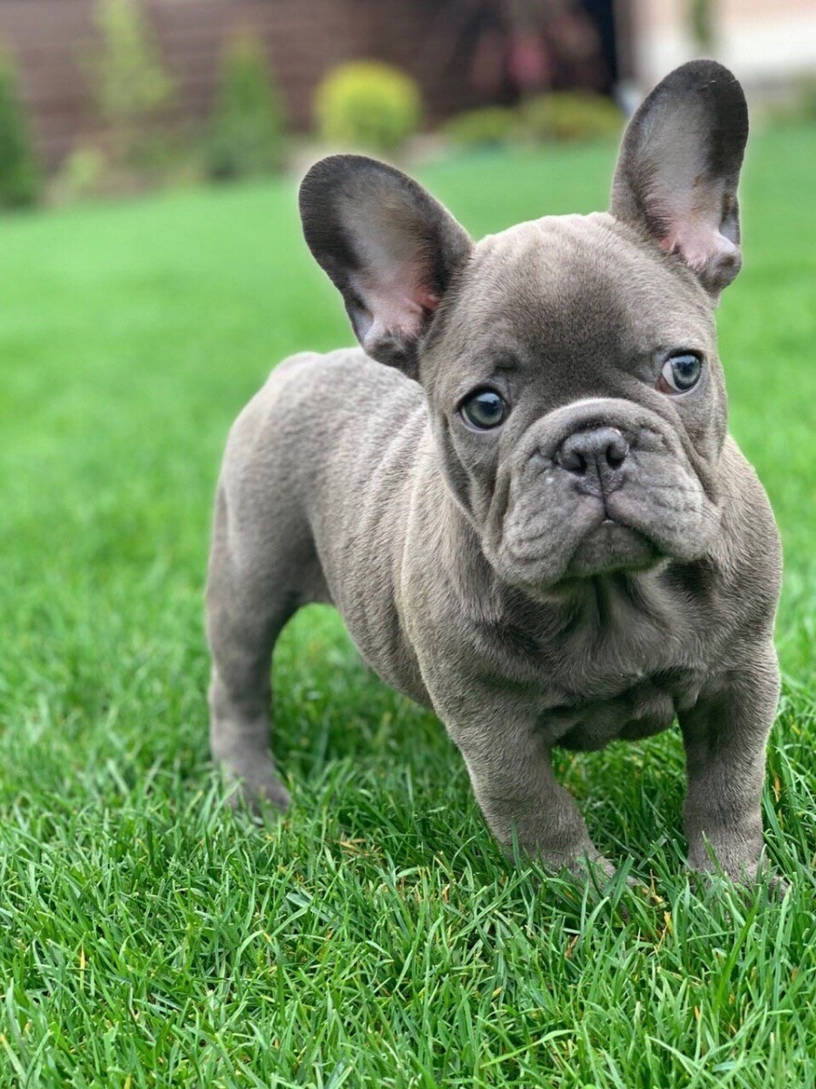French Bulldog Puppies For Sale | New York, NY #297759