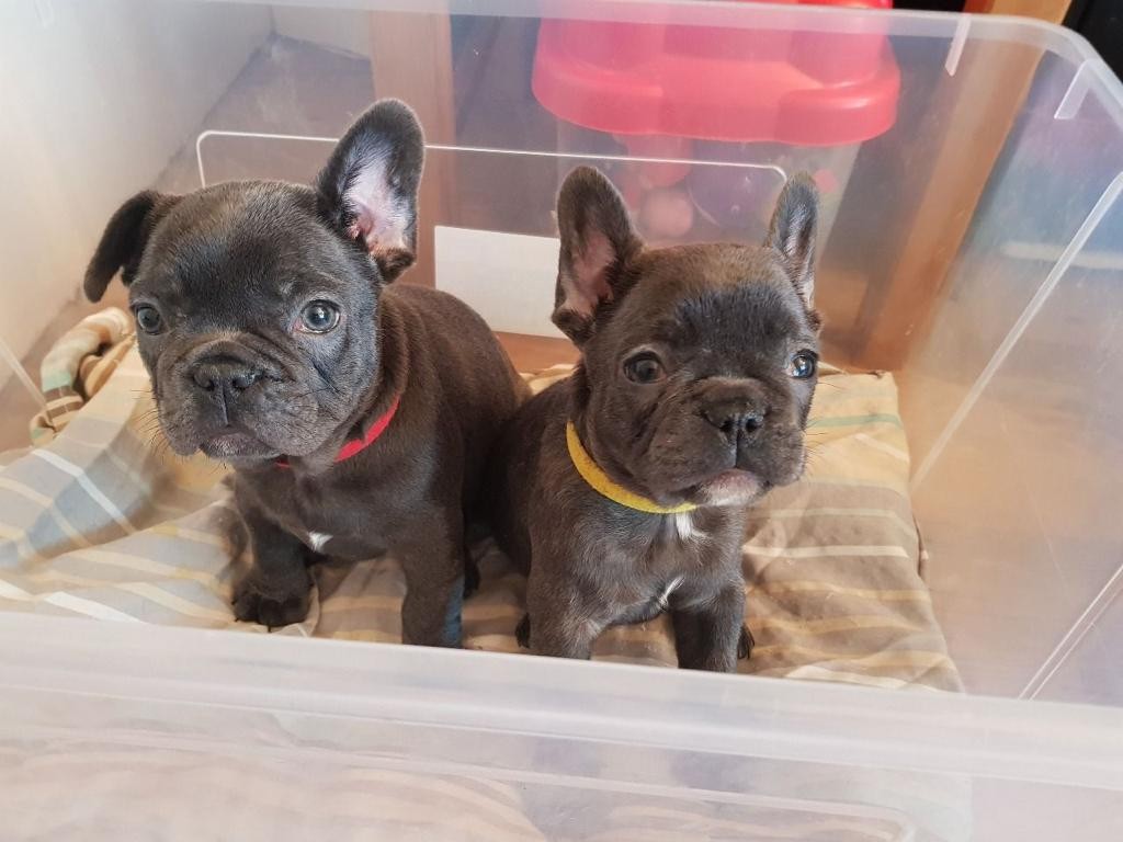 French Bulldog Puppies For Sale Pittsburgh, PA 297869